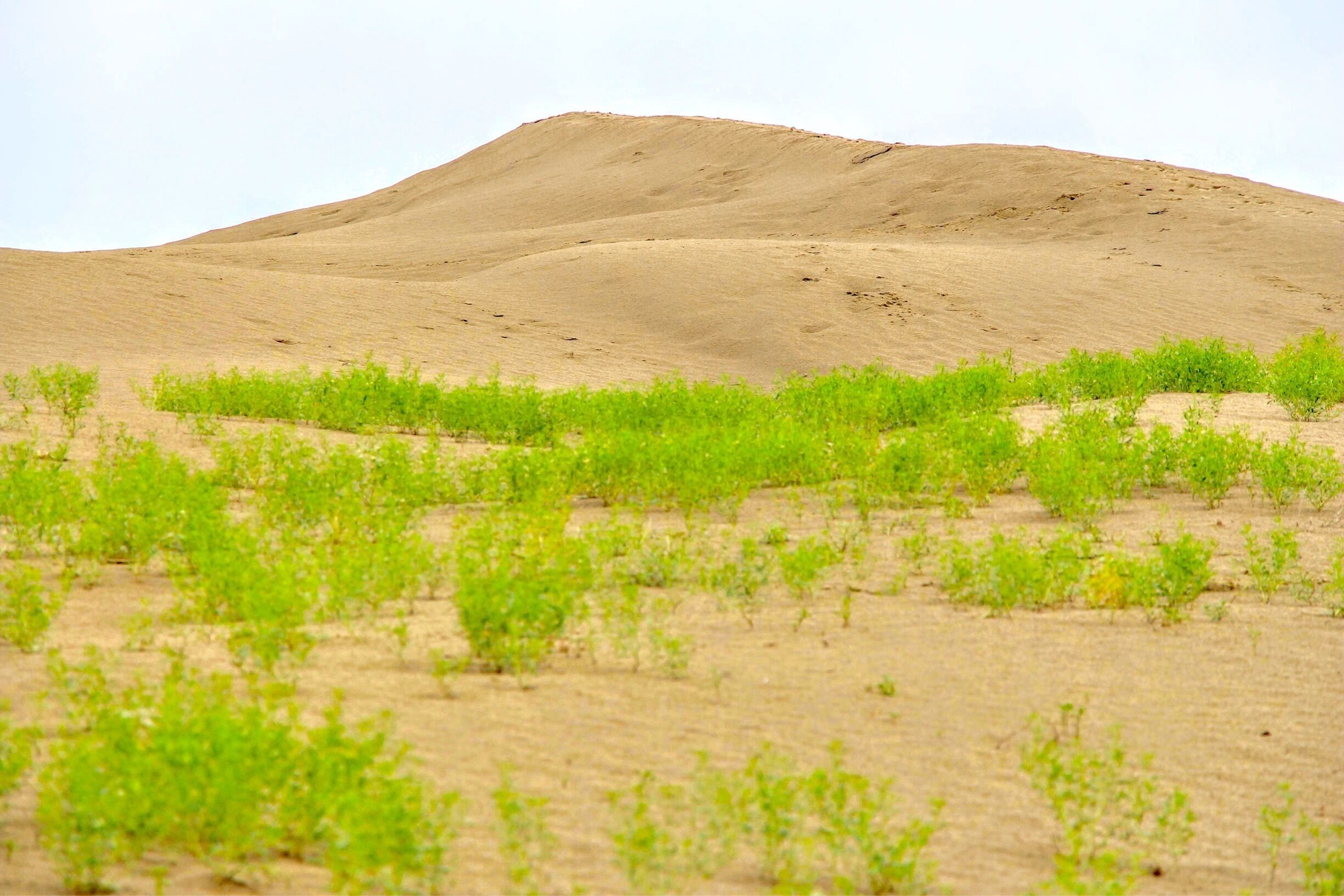 A sandy hill with sparse green vegetation.