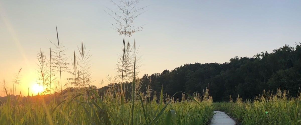 A pathway through tall grass with the sun setting in the background.