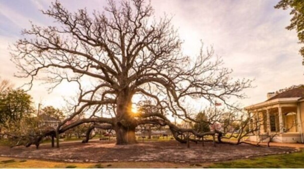 This amazing tree was planted in 1718. A Magnolia Acuminata that is native to Virginia. Oh, the things this beautiful tree must have seen for 300 years. #Golden