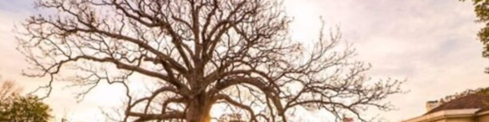 This amazing tree was planted in 1718. A Magnolia Acuminata that is native to Virginia. Oh, the things this beautiful tree must have seen for 300 years. #Golden