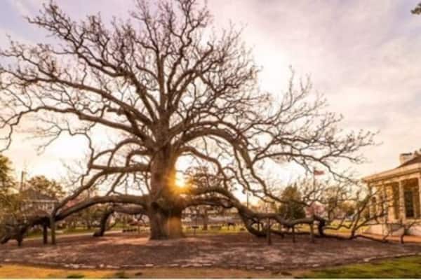 This amazing tree was planted in 1718. A Magnolia Acuminata that is native to Virginia. Oh, the things this beautiful tree must have seen for 300 years. #Golden