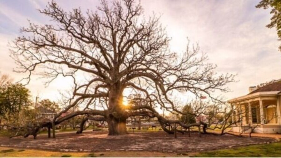 This amazing tree was planted in 1718. A Magnolia Acuminata that is native to Virginia. Oh, the things this beautiful tree must have seen for 300 years. #Golden