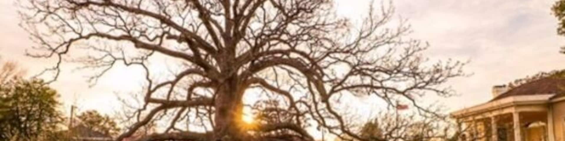 This amazing tree was planted in 1718. A Magnolia Acuminata that is native to Virginia. Oh, the things this beautiful tree must have seen for 300 years. #Golden