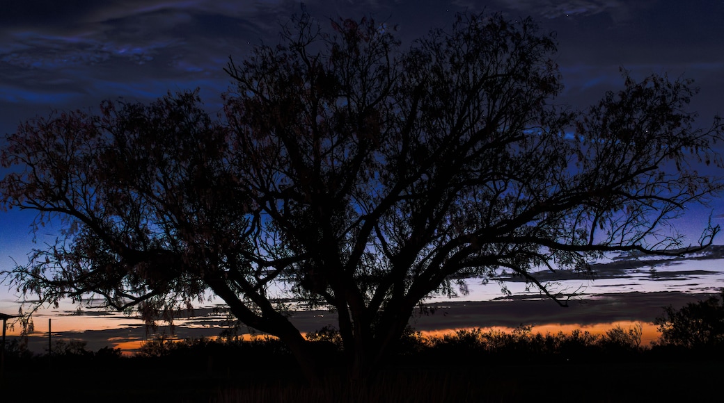A large tree silhouetted against a twilight sky with a distant landscape.