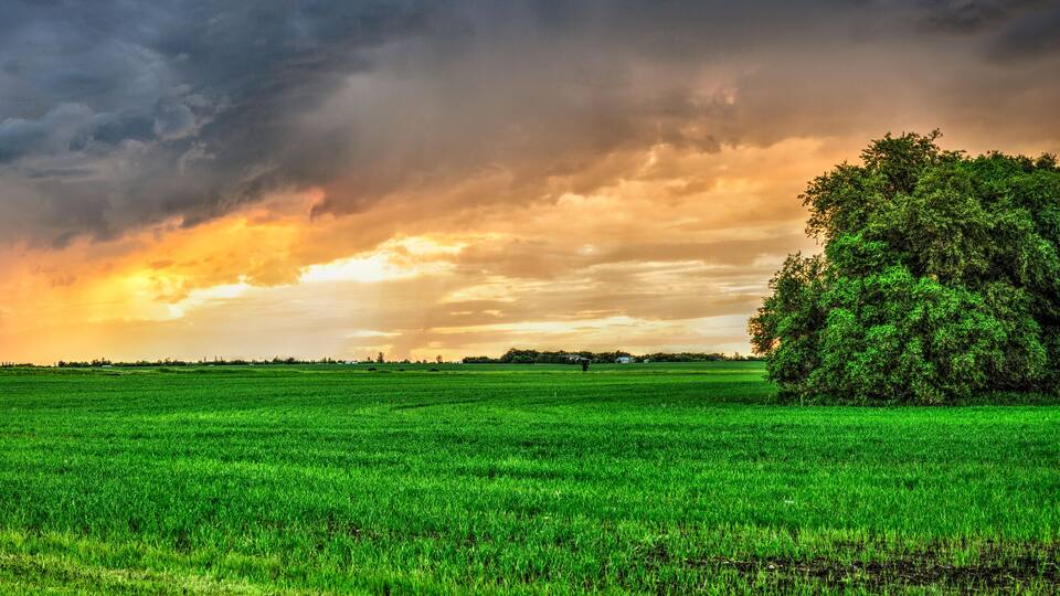 A lush green field with a large tree in the foreground and a dramatic sky with clouds.