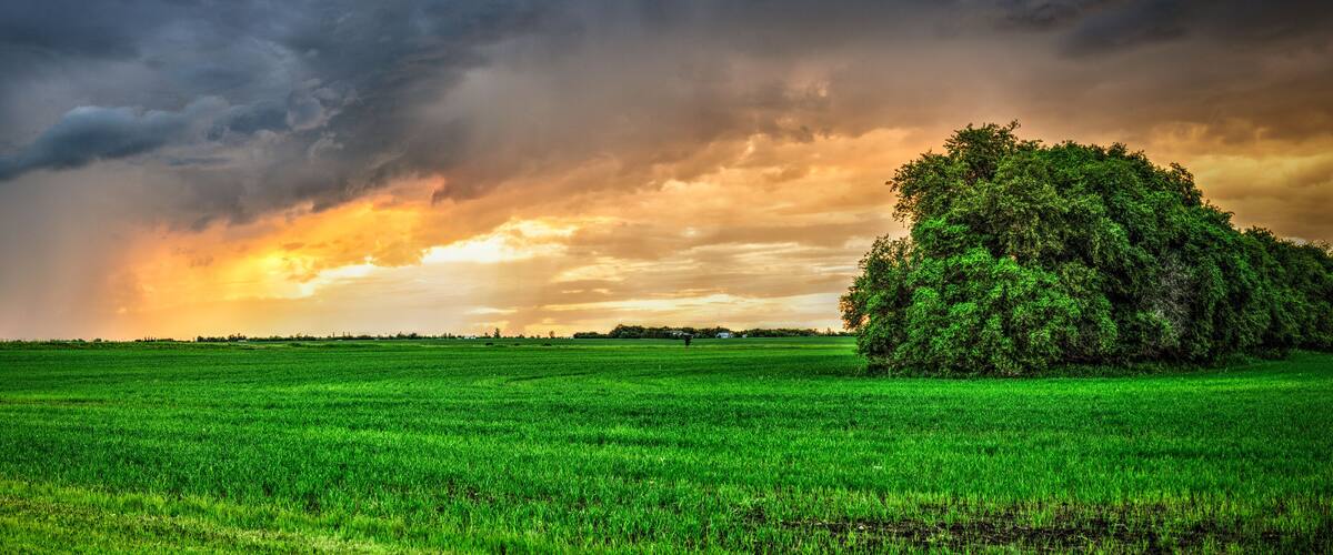 A lush green field with a large tree in the foreground and a dramatic sky with clouds.