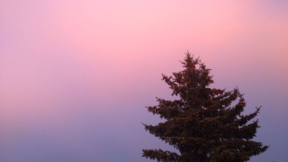 A coniferous tree against a gradient sky.