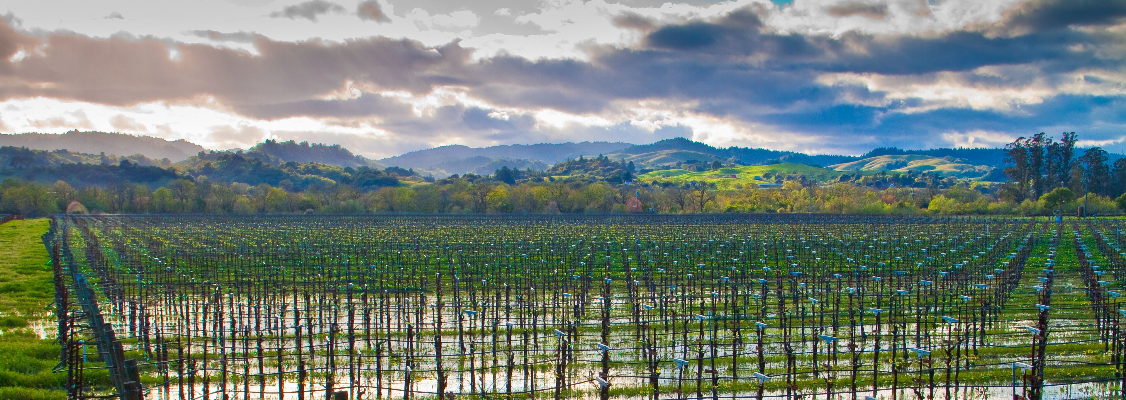 A vast agricultural field with rows of crops and solar panels, surrounded by rolling hills and a cloudy sky.