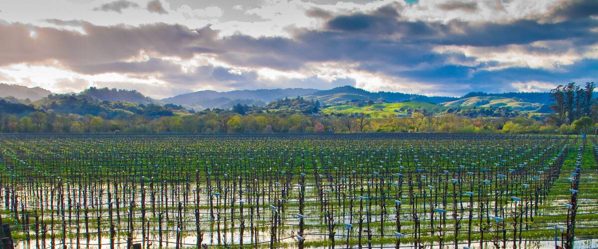 A vast agricultural field with rows of crops and solar panels, surrounded by rolling hills and a cloudy sky.