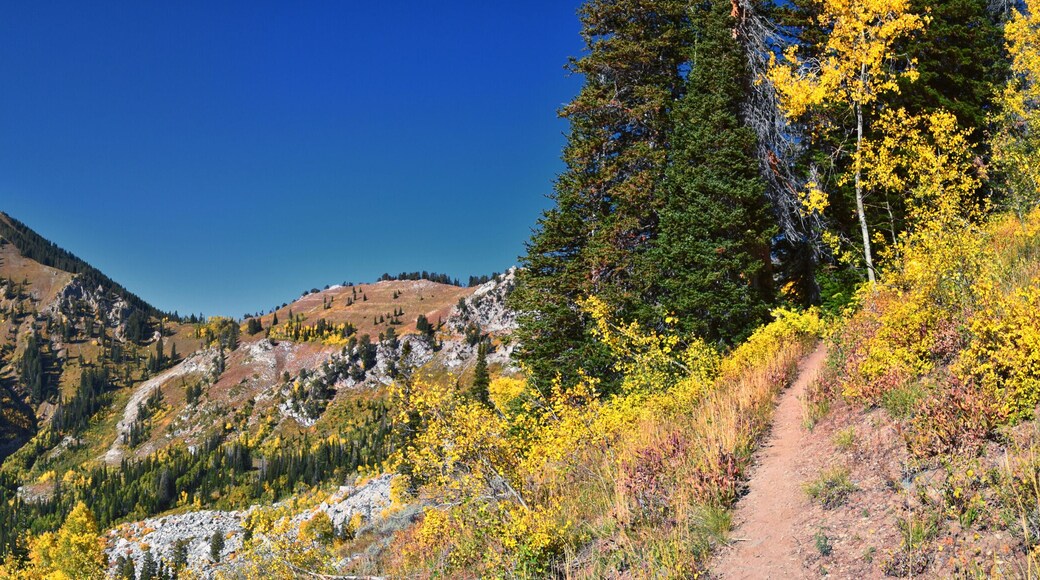 Box Elder Peak view looking up from hiking trail, American Fork Canyon. Wasatch Range Rocky Mountains, Utah, United States.