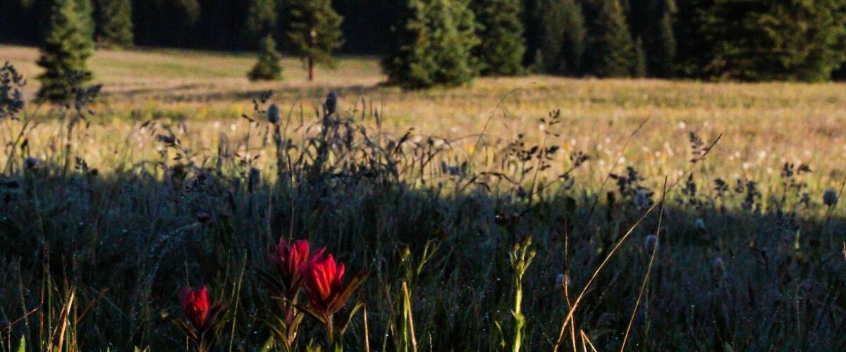 Gorgeous #mountains and #meadows in the Flat Tops Wilderness, after a lengthy #hike, along with views of prominent Shingle Peak, and various other unnamed #peaks. A short #trail leads to Shingle Lake from the #backcountry #campsite #Wilderness #FlatTops #RockyMountains #Colorado