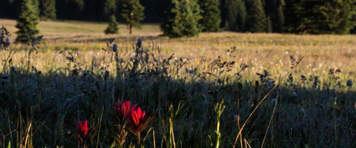 A field with red flowers in the foreground, a forest of evergreen trees, and a mountain in the background.