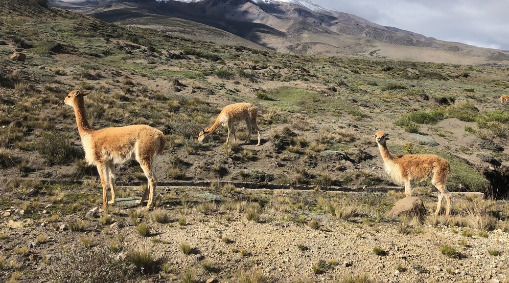 Lots of wild vicuña here near the road with Chimborazo volcano behind