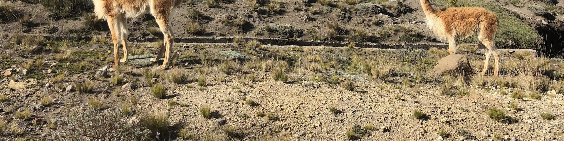 Lots of wild vicuña here near the road with Chimborazo volcano behind