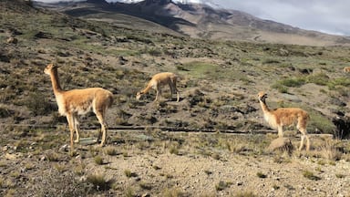 A mountainous landscape with llamas grazing.