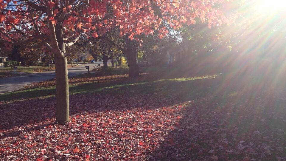 A park with red-leaved trees, a sunlit path, and a road in the background.