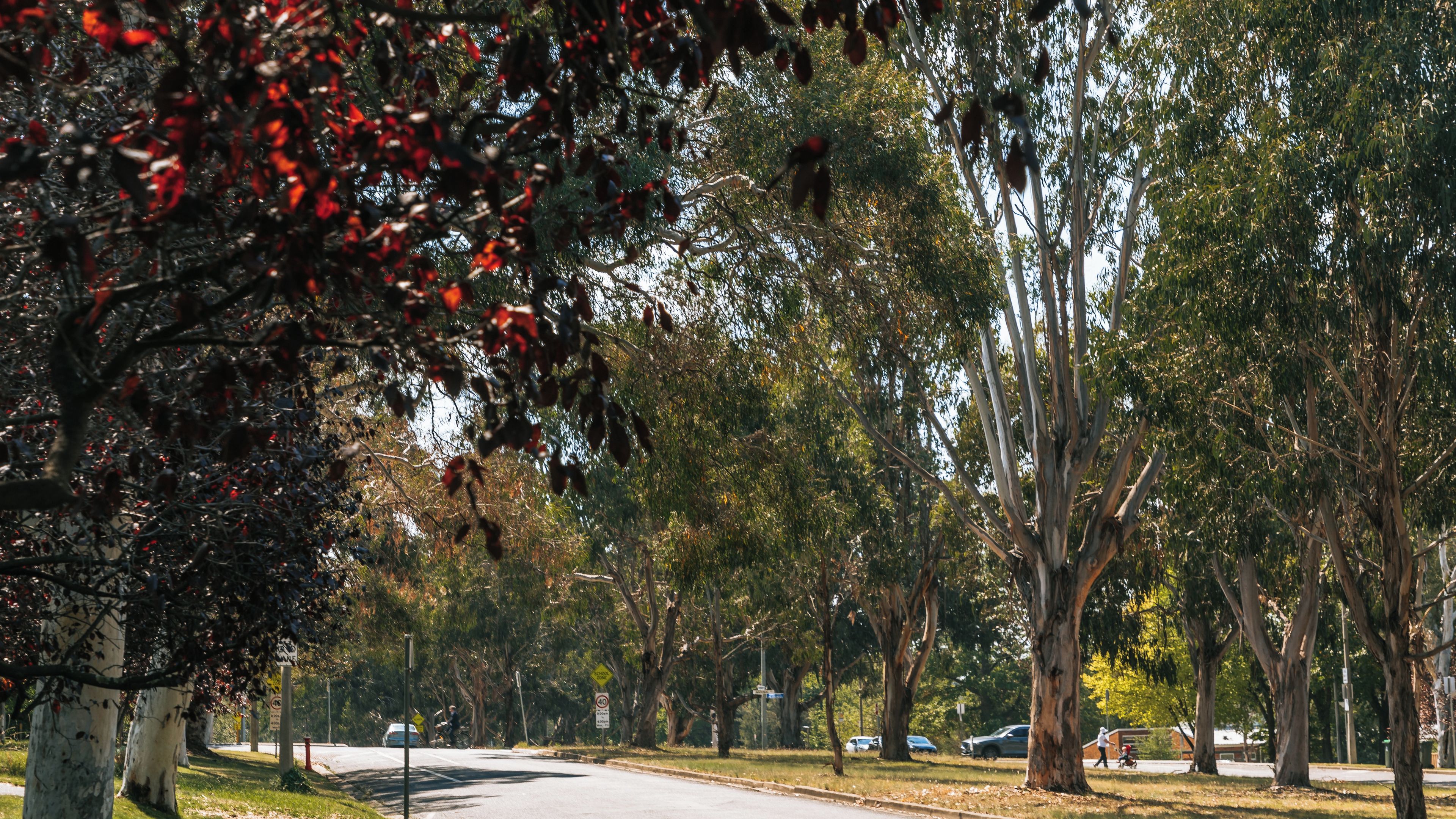 A tree-lined street with a clear sky.