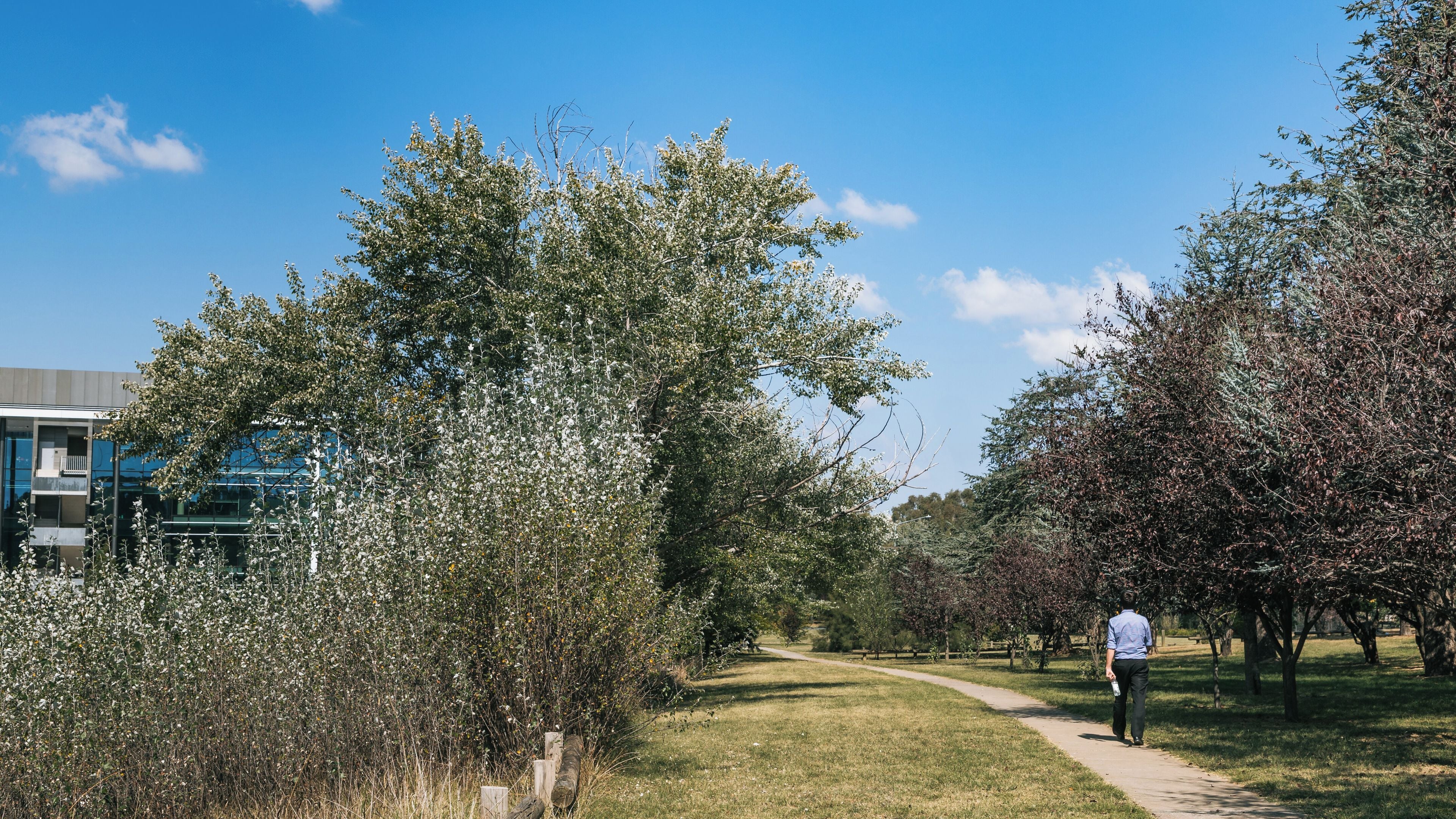 A park with a walking path, trees, and a building in the background.