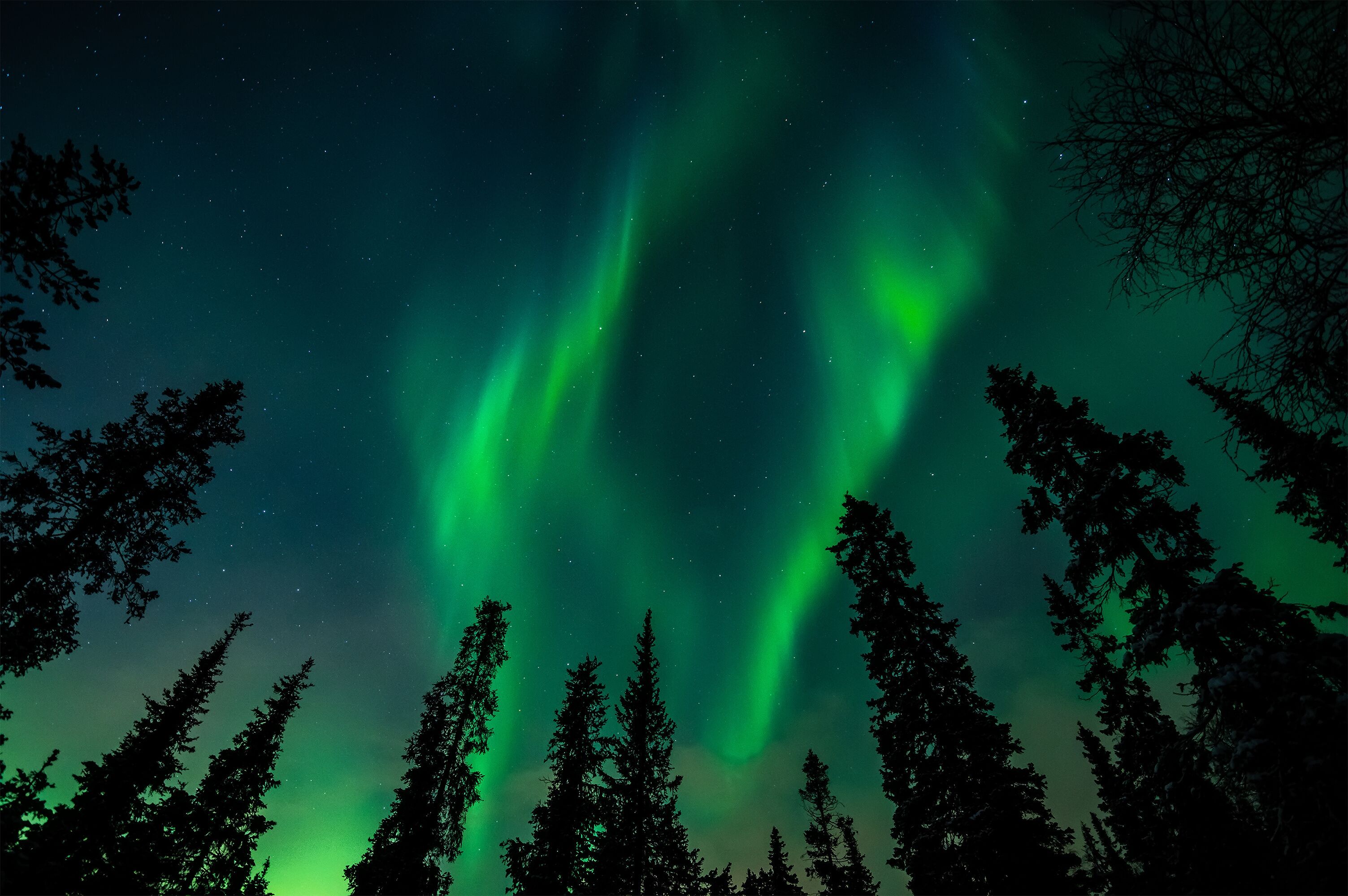 Aurora over the winter forest