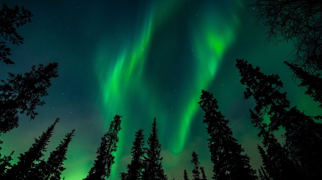 Aurora over the winter forest
