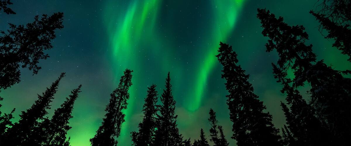 Aurora over the winter forest