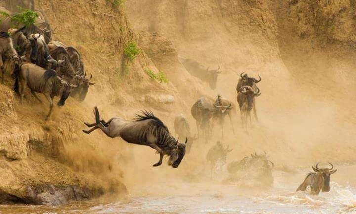 Wildebeest Migration in Serengeti national park