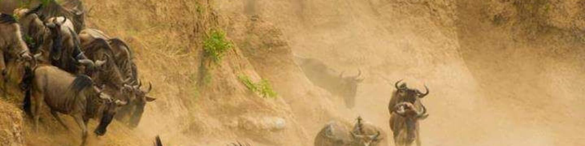 Wildebeests jumping into a river, surrounded by a rocky landscape.