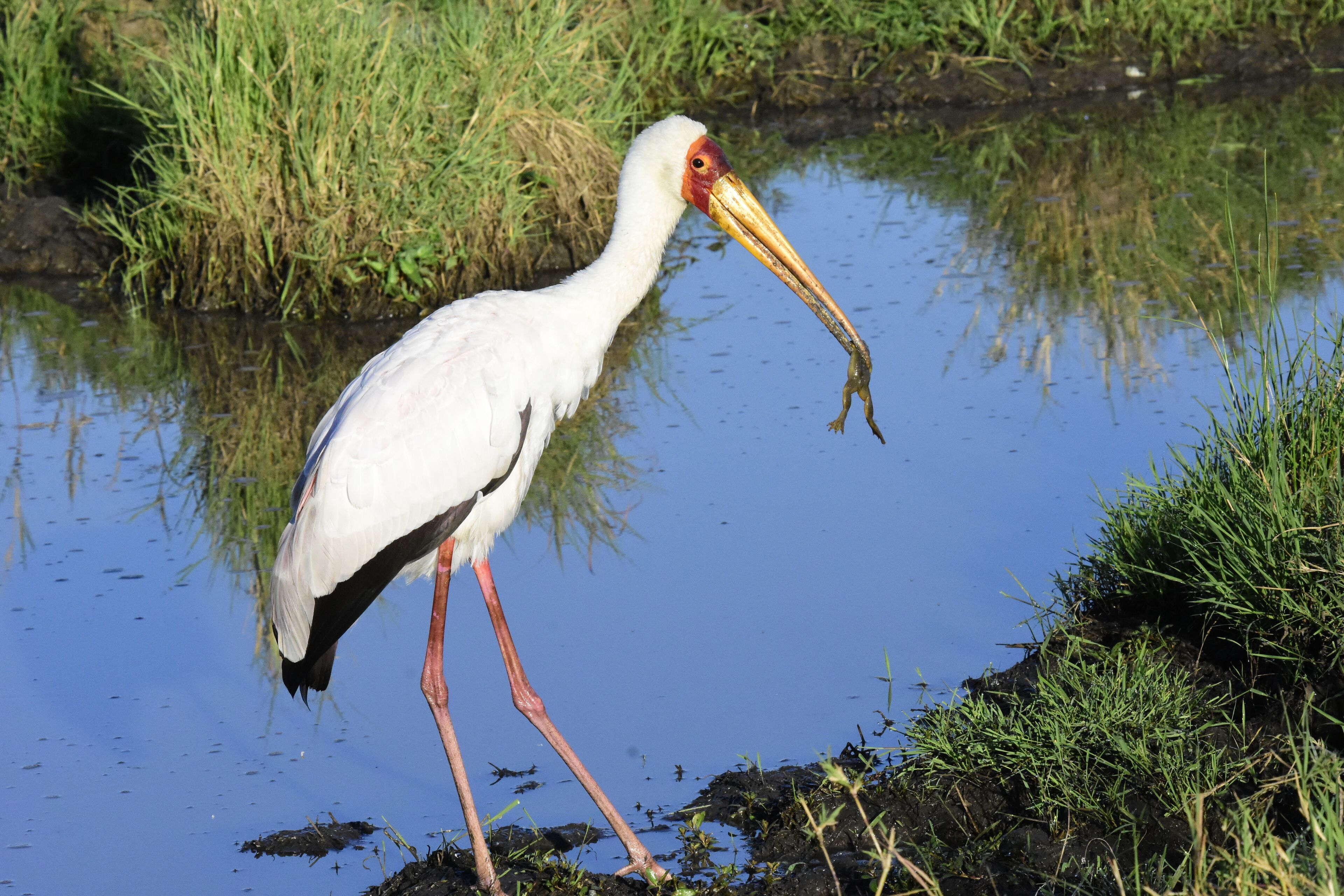 Yellow Billed Stork at Serengeti National Park.