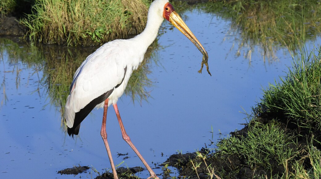 Yellow Billed Stork at Serengeti National Park.
