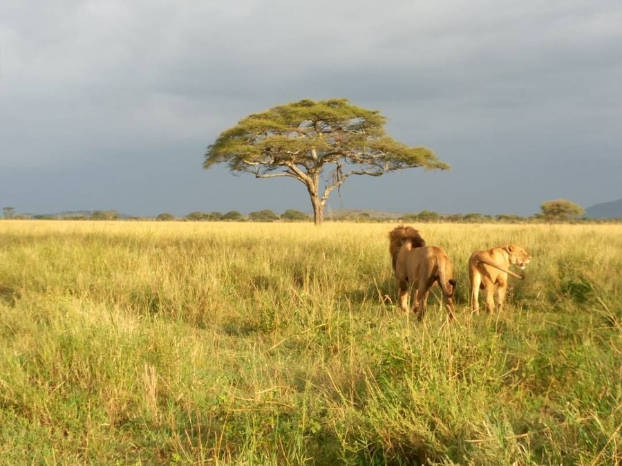 Eine Savannenlandschaft mit hohem Gras und einem einzelnen Baum.