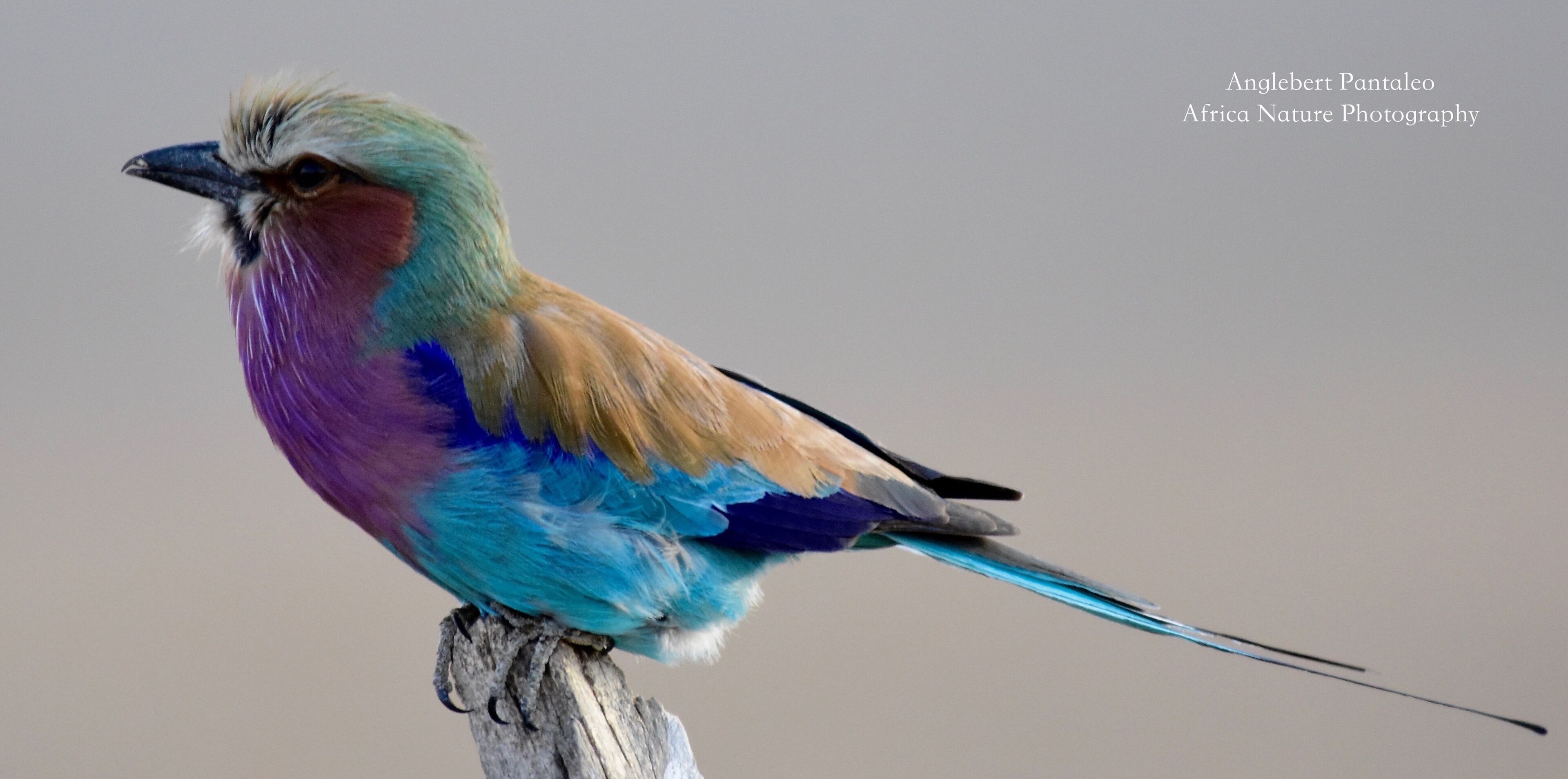 Lilac breasted roller are just beautiful birds to photograph