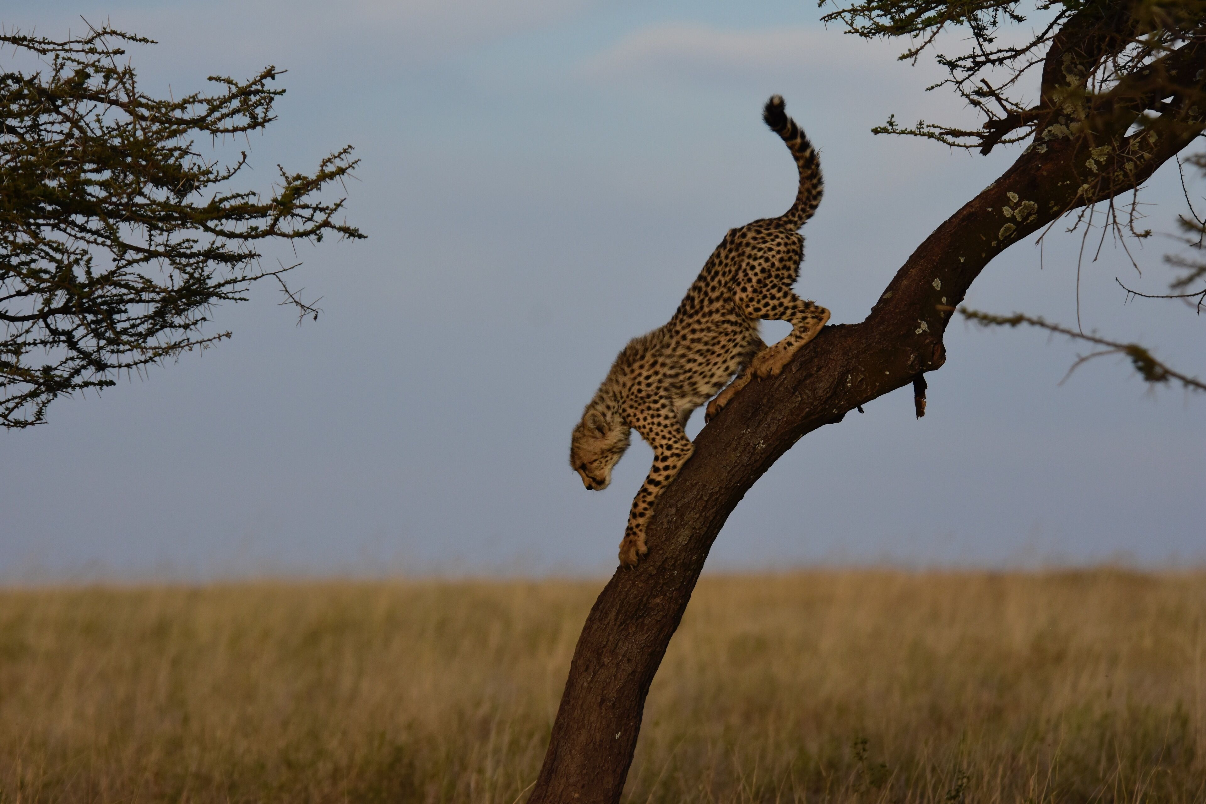 A cheetah on a tree branch in a grassy field.