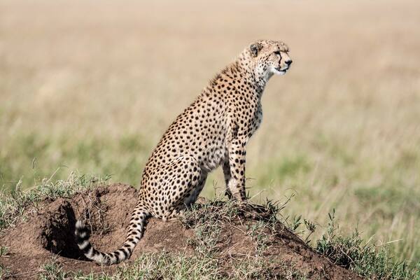 A cheetah sitting on a mound in a grassy field.