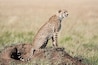 Un guépard est assis sur une petite colline dans un champ herbeux.