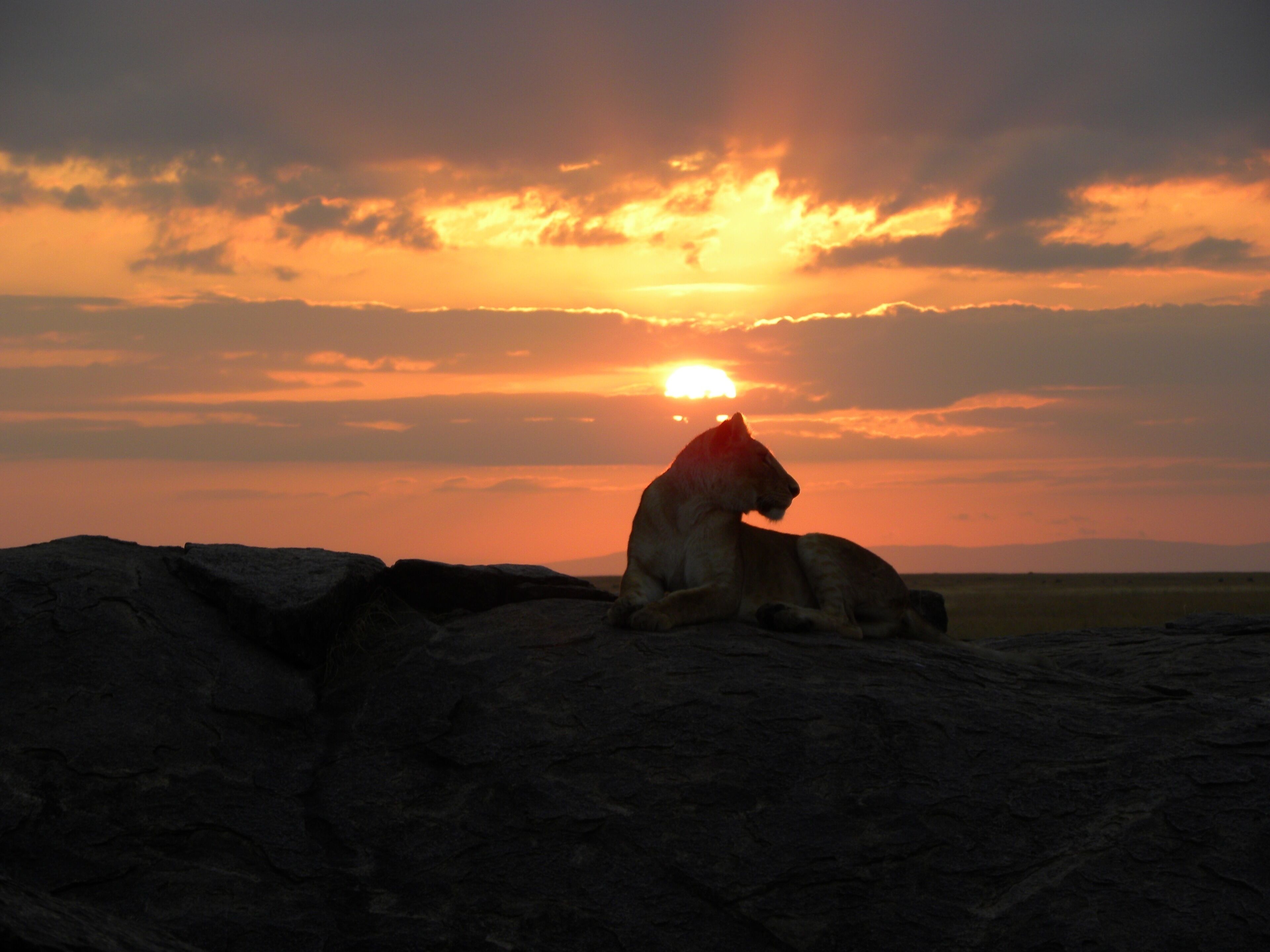 This was taken by our naturalist guide of the lioness and sunset in the Serengeti.