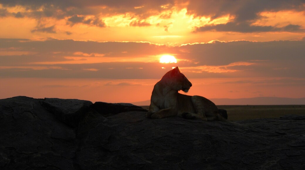 This was taken by our naturalist guide of the lioness and sunset in the Serengeti.