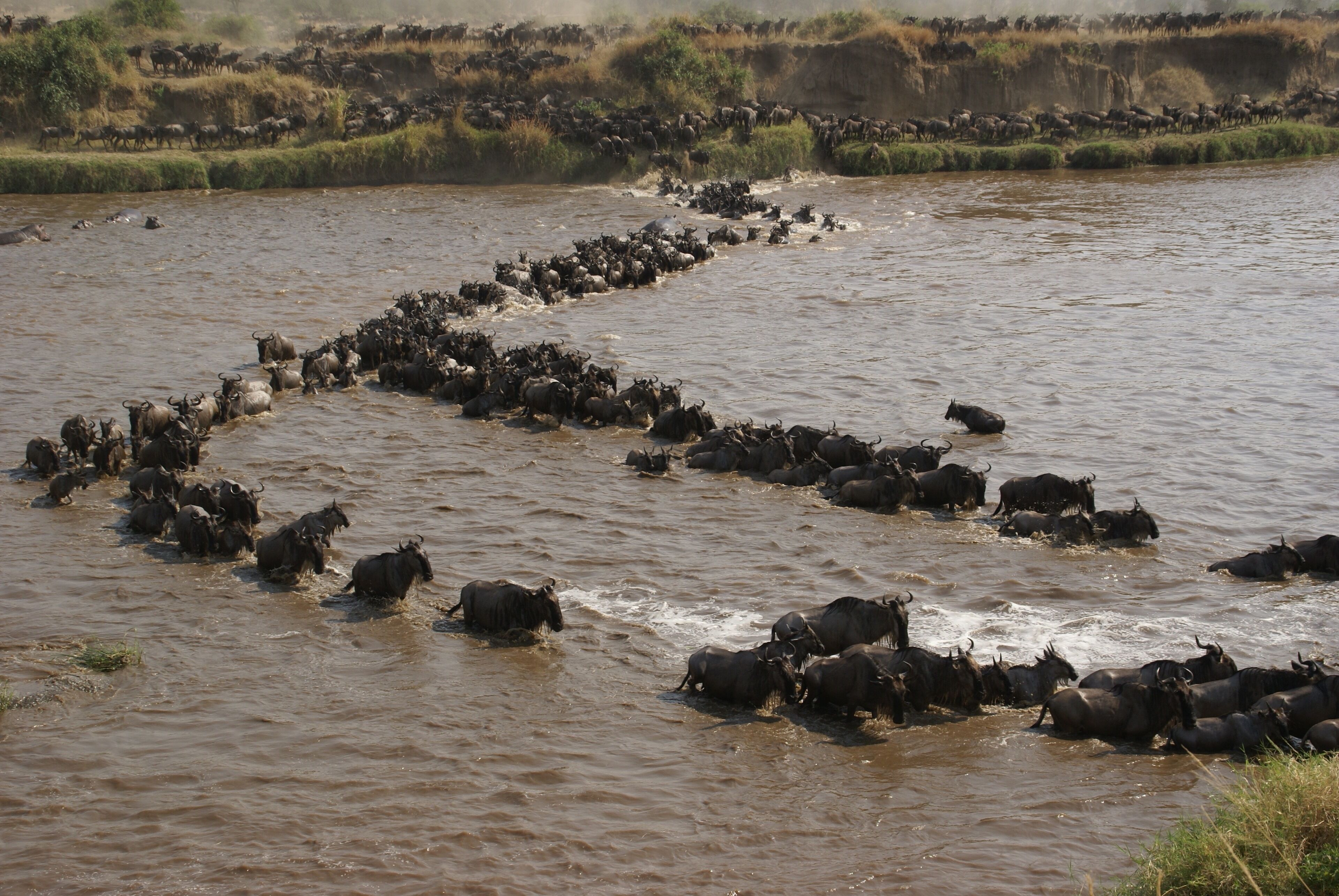 There is no wildlife event on earth rivals the great wildebeest migrations across the Serengeti plains and the Mara river crossing. Its so spectacular to watch the interactions between different species at the Serengeti ecosystem.