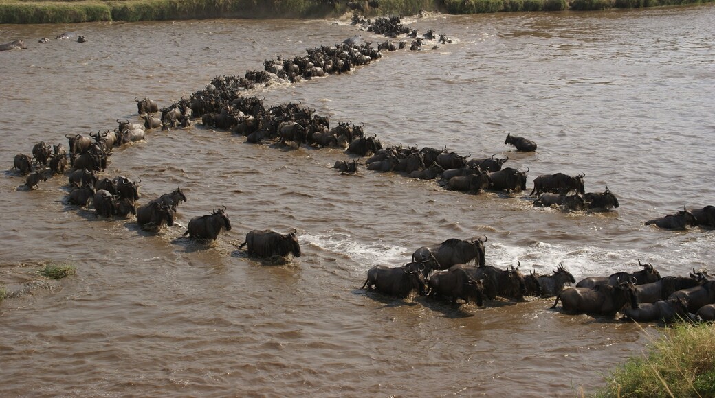There is no wildlife event on earth rivals the great wildebeest migrations across the Serengeti plains and the Mara river crossing. Its so spectacular to watch the interactions between different species at the Serengeti ecosystem.
