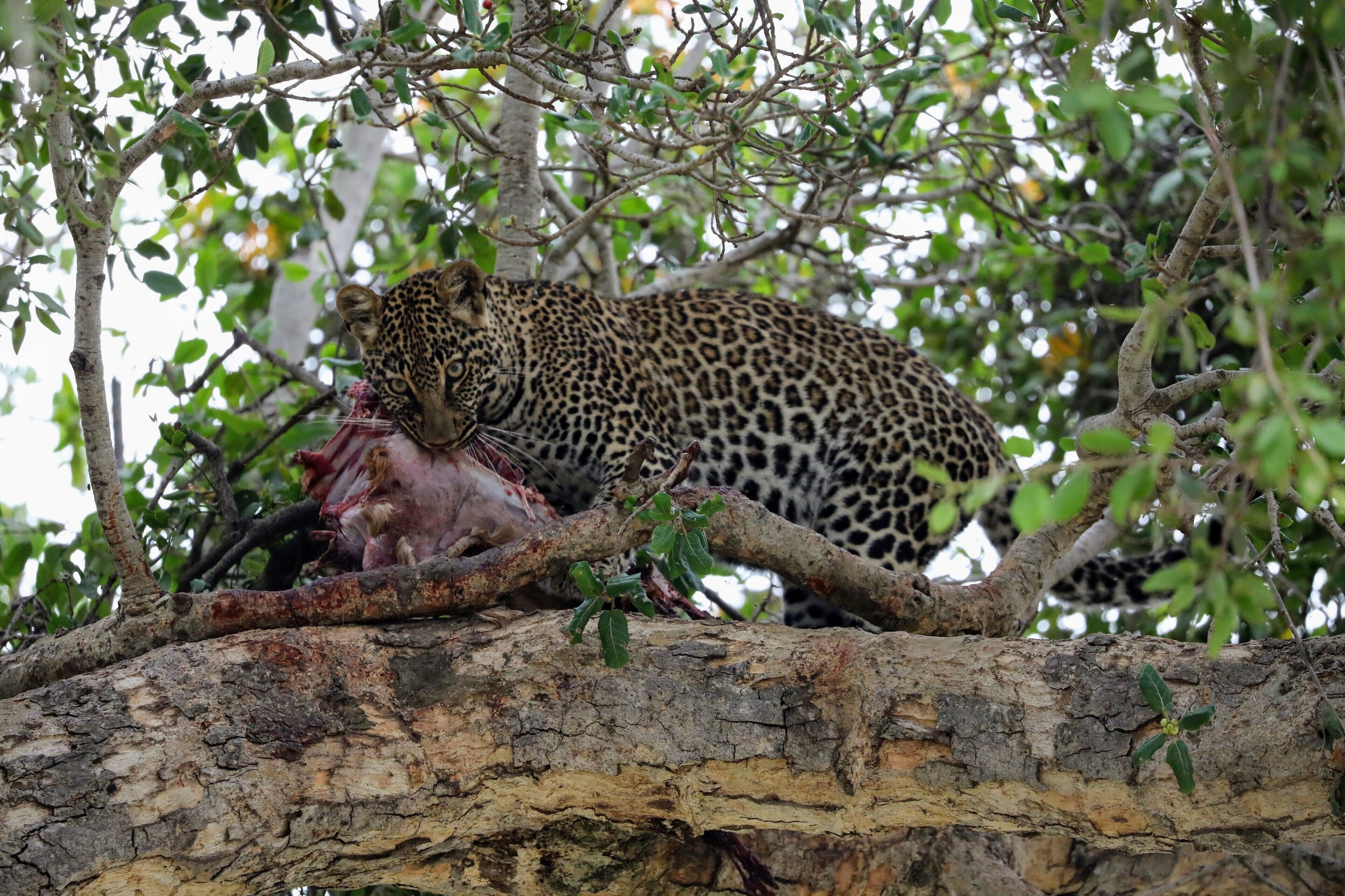 Another of the Leopard enjoying his meal up in a tree. This was on a trip from the amazing Ubuntu camp north in Tanzania. I wrote about my experience at http://circlingthebucketlist.com/index.php/2018/09/17/the-serengeti-and-ubuntu-north/