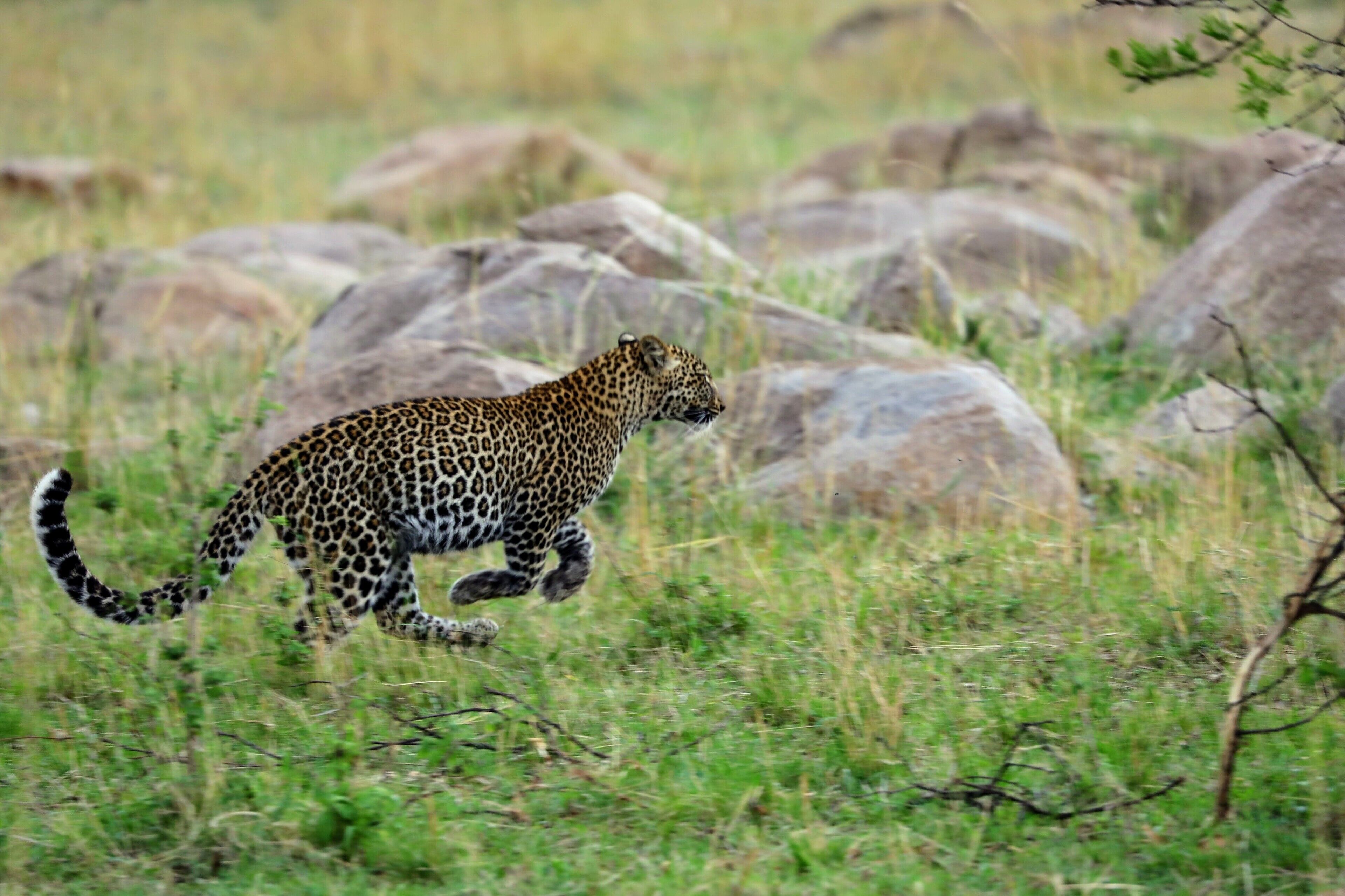 A leopard running away from attention. If any are interested in reading about my time in the Serengeti I have put up a new post about my time there at @asiliaafrica Ubuntu camp. http://circlingthebucketlist.com/index.php/2018/09/17/the-serengeti-and-ubuntu-north/ 