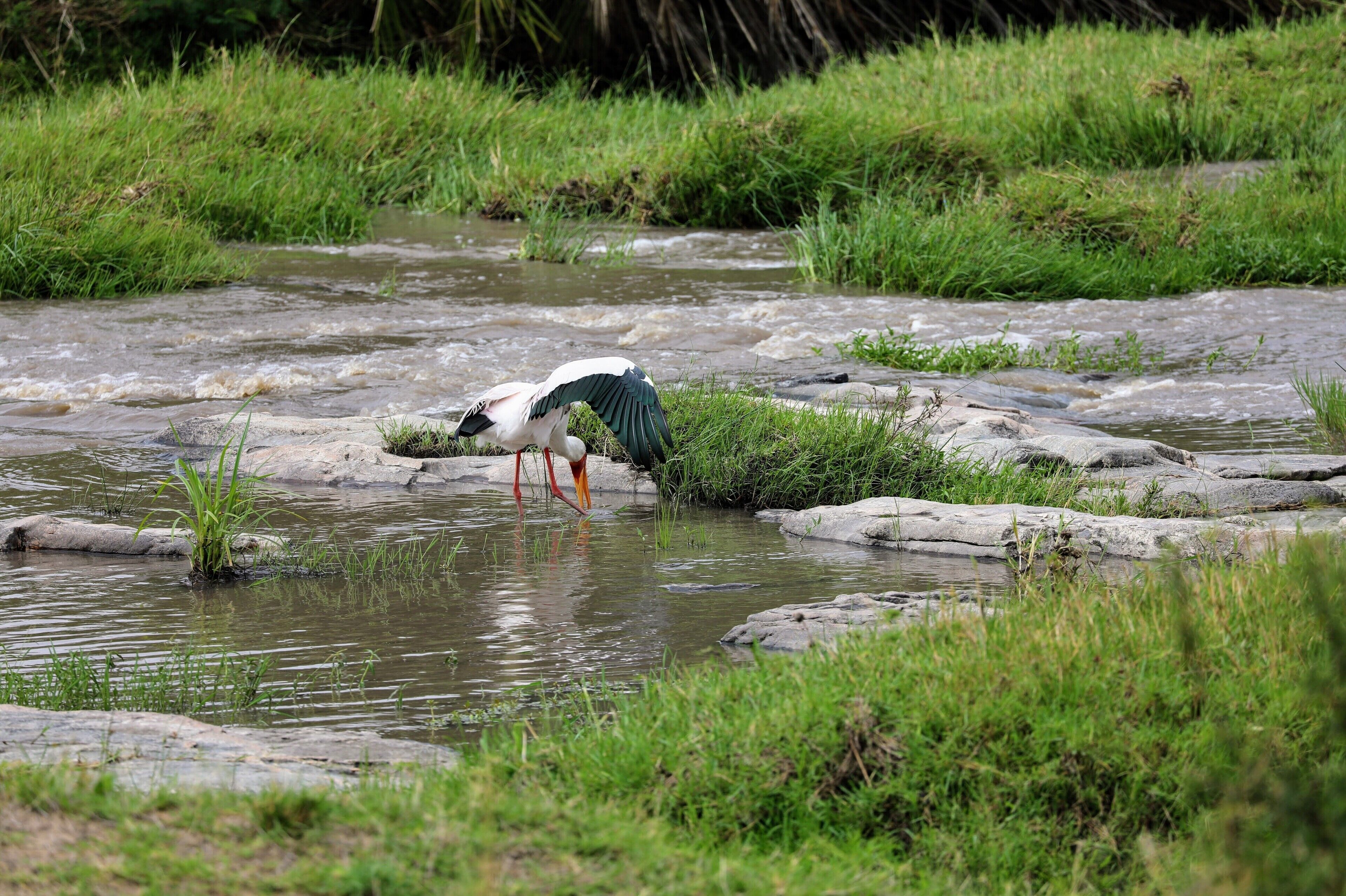Yellow Billed Stork fishing in a small stream that empties into the Mara river in Tanzania. It was great to see all the big named animals, but seeing all the amazing birds was also a fantastic part of the safari