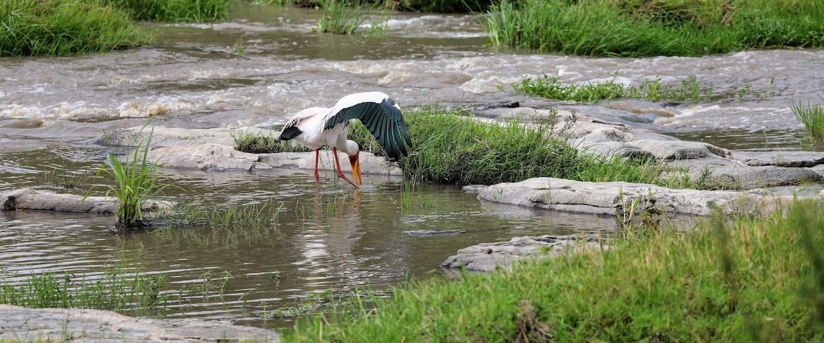 Yellow Billed Stork fishing in a small stream that empties into the Mara river in Tanzania. It was great to see all the big named animals, but seeing all the amazing birds was also a fantastic part of the safari