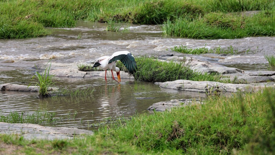 Yellow Billed Stork fishing in a small stream that empties into the Mara river in Tanzania. It was great to see all the big named animals, but seeing all the amazing birds was also a fantastic part of the safari