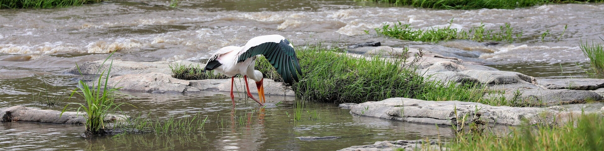 Yellow Billed Stork fishing in a small stream that empties into the Mara river in Tanzania. It was great to see all the big named animals, but seeing all the amazing birds was also a fantastic part of the safari
