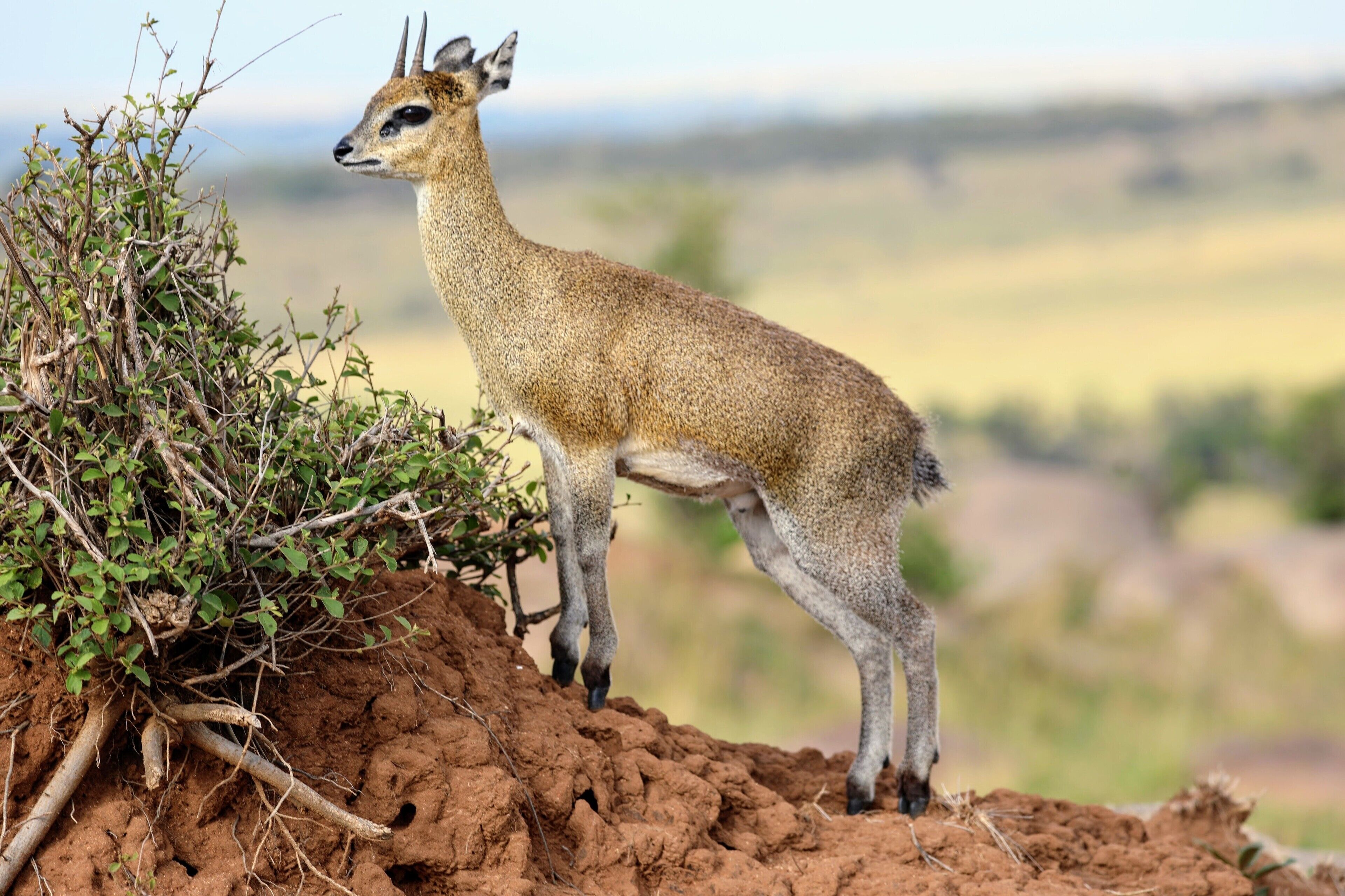 I saw this antelope in east Africa on a day trip from Ubuntu camp North. Can you guess what it is? I blog about my travels at http://circlingthebucketlist.com/index.php/2018/09/17/the-serengeti-and-ubuntu-north/