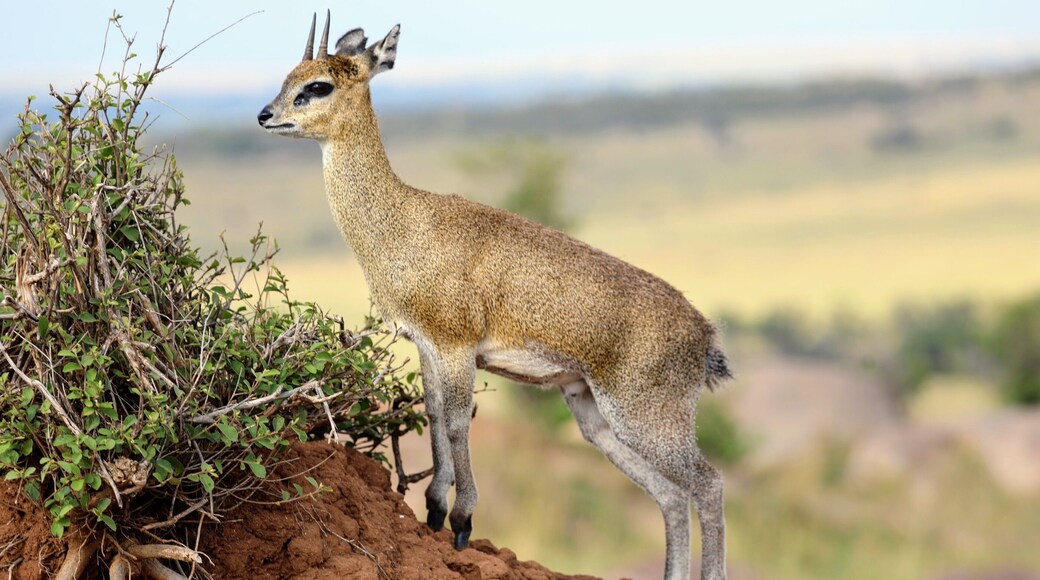 I saw this antelope in east Africa on a day trip from Ubuntu camp North. Can you guess what it is? I blog about my travels at http://circlingthebucketlist.com/index.php/2018/09/17/the-serengeti-and-ubuntu-north/