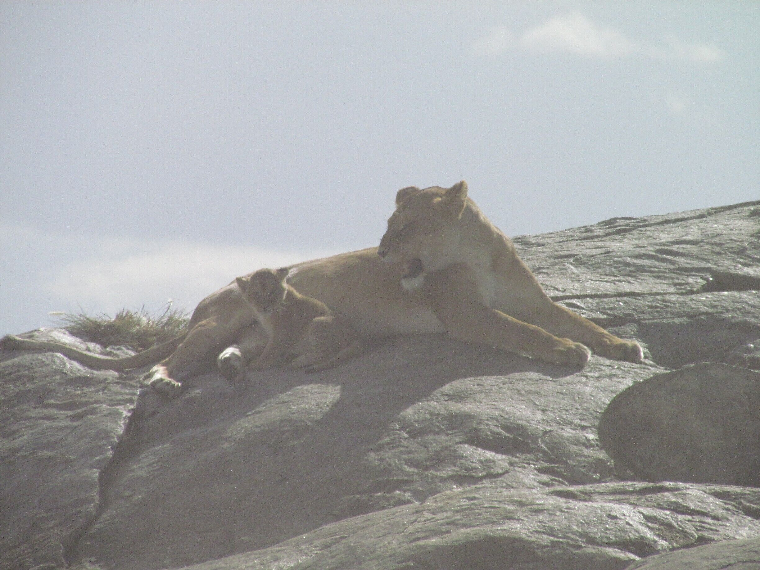 Apparently, she doesn't find the cub as charming as i do!