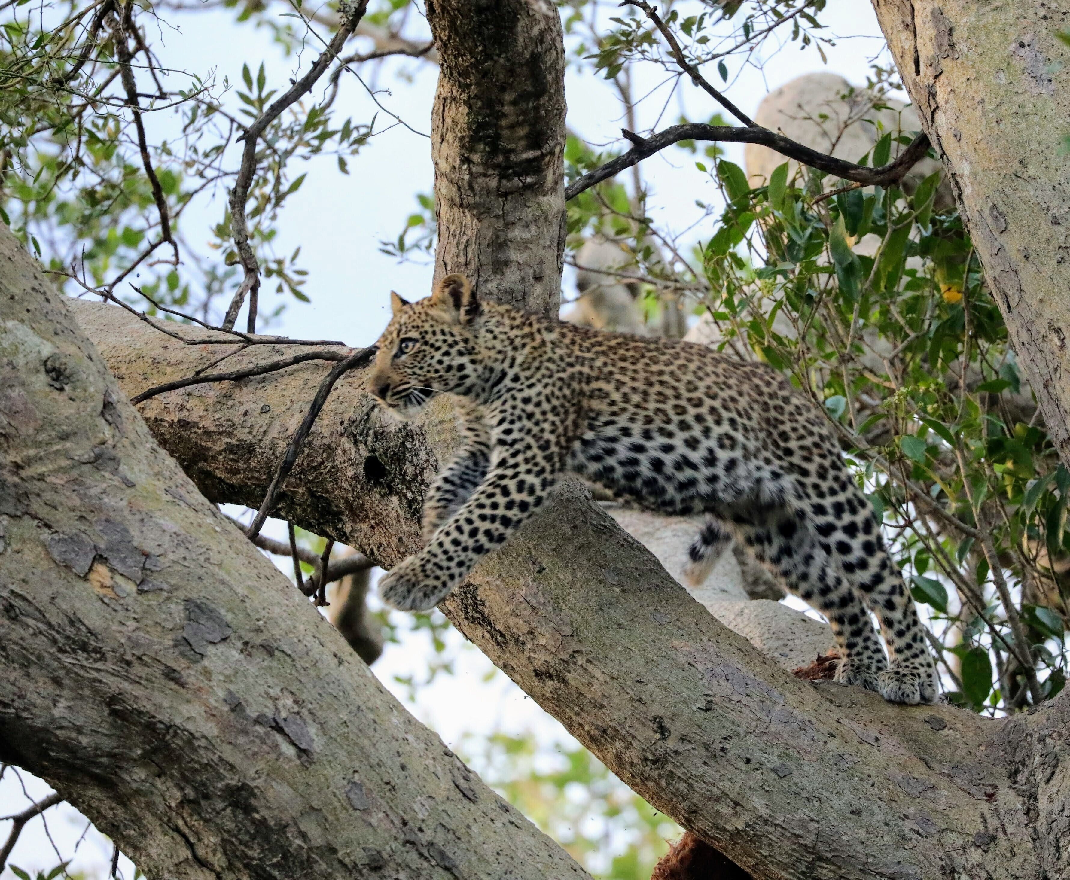 6 years ago I was in a pretty big auto accident 4 years ago I got a settlement and started to plot for a dream trip to Africa, just about 1 year ago I left on this amazing journey and a few weeks into that I got to see this Leopard in the trees and seeing these pictures still make me smile. This was on a trip from @asiliaafrica Ubuntu camp and I blogged about the experience at http://circlingthebucketlist.com/index.php/2018/09/17/the-serengeti-and-ubuntu-north/