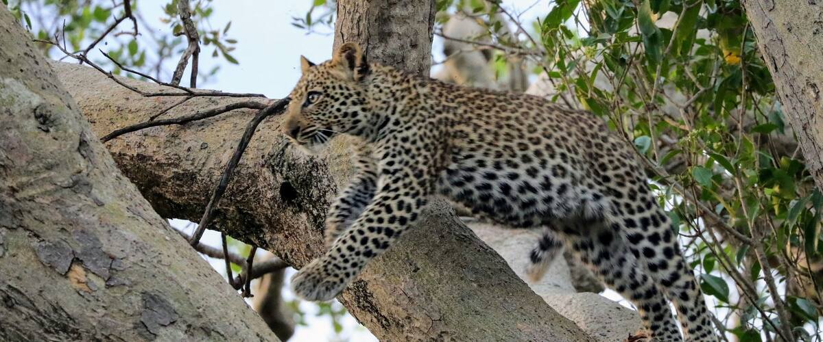 6 years ago I was in a pretty big auto accident 4 years ago I got a settlement and started to plot for a dream trip to Africa, just about 1 year ago I left on this amazing journey and a few weeks into that I got to see this Leopard in the trees and seeing these pictures still make me smile. This was on a trip from @asiliaafrica Ubuntu camp and I blogged about the experience at http://circlingthebucketlist.com/index.php/2018/09/17/the-serengeti-and-ubuntu-north/