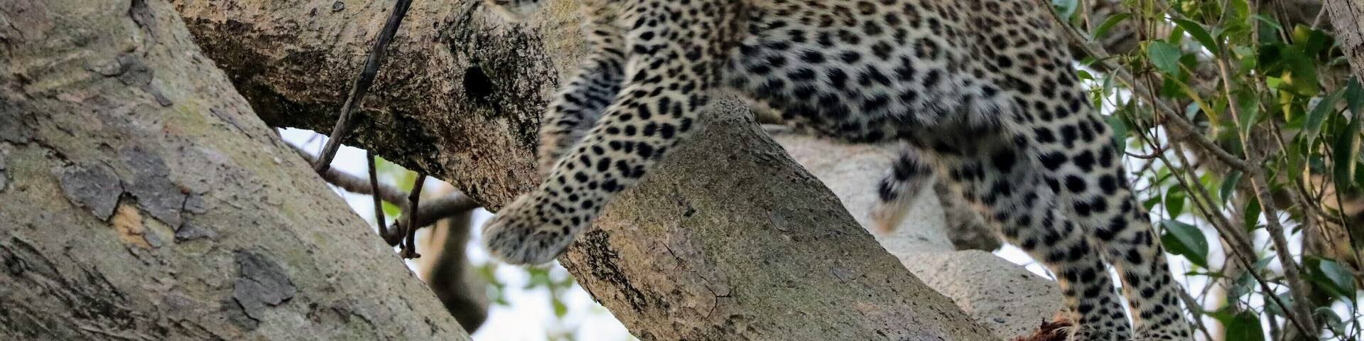 6 years ago I was in a pretty big auto accident 4 years ago I got a settlement and started to plot for a dream trip to Africa, just about 1 year ago I left on this amazing journey and a few weeks into that I got to see this Leopard in the trees and seeing these pictures still make me smile. This was on a trip from @asiliaafrica Ubuntu camp and I blogged about the experience at http://circlingthebucketlist.com/index.php/2018/09/17/the-serengeti-and-ubuntu-north/